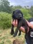 Свободни кученца Плотхаунд, снимка 8