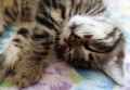 Подарявам малко котенце - момченце, снимка 2