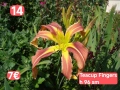 Хамерокалиси Зимоустойчиви за продажба 32 вида.Обява 1, снимка 14