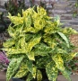 Аукуба Японика (Aucuba jap. Crotonifolia), снимка 1