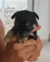 Чихуахуа. Chihuahua , снимка 4