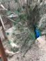 чифт индийски пауни, снимка 5
