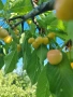 Продавам кюстендилски бели и червени череши, снимка 3
