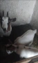 продавам мини холандски кози, снимка 2