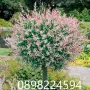 Японска върба Salix Hakuro Nishiki - Фламинго Студоустойчива , снимка 1