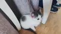 Лео търси своя нов дом, снимка 7