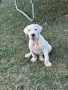 Дого Аржентино / Dogo argentino , снимка 6
