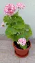 Сортово мушкато Pelargonium Appleblossom rosebud, снимка 1