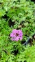 Вербена канадска 'Хоумстед Пърпъл', Verbena canadensis Homestead Purple, снимка 7