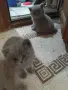Британски късокосмести , снимка 4