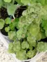 Сортово Мушкато 3 €/бр налични 3 сорта , снимка 7