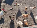 Млади Кокошки, вече снасящи., снимка 6