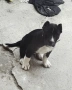 Питбул бебе търси новия си дом !!! , снимка 1