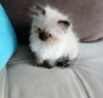 Коте Регдол, снимка 6