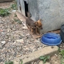 Пинчер  чихуахуа, снимка 6