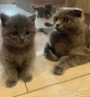 Британски котета, снимка 6
