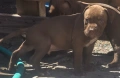 Pitbull red nos, снимка 3