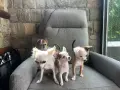 Мини Чихуахуа специален косъм , снимка 6