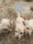 продавам английски кокер шпаньол, снимка 5