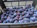  Сладки, големи, сочни и много вкусни сливи „Стенли“, снимка 4