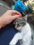 Женски котета търсят дом, снимка 9