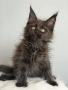 Мейн кун котенца / Мейн куун котенца / Maine coon kittens, снимка 5
