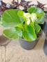 Градинска бегония , снимка 3