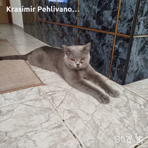 Британски сиви котенца , снимка 7 - Британска късокосместа - 55364757