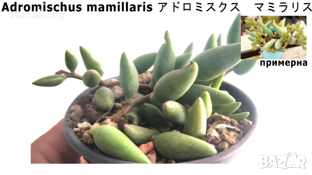 Адромисхус Adromischus mamillaris アドロミスクス　マミラリス Сукулетно растение 5-10 см
