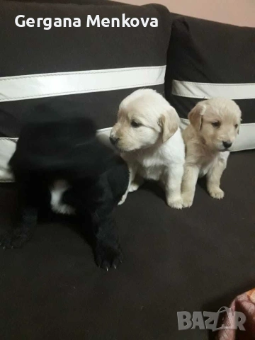 чистокръвни Лабрадори трилъри, снимка 2 - Лабрадор ретривър - 54070592