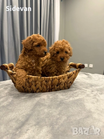 Пудел Той и Мини , снимка 4 - Пудели - 54177871