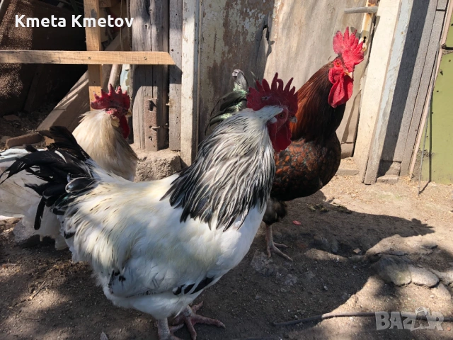 Домашни петли, снимка 3 - Кокошки и пуйки - 54547550