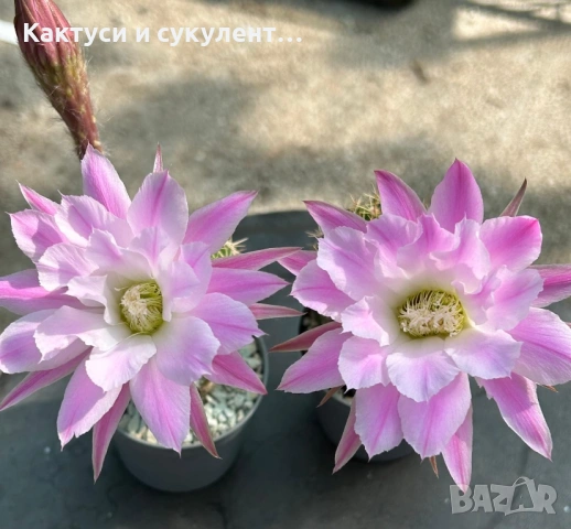 Кактус вид Echinopsis Hybrid бяло-розов цъфтеж 