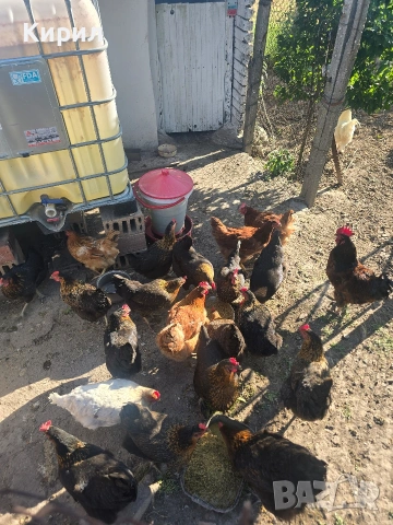 🥚 Домашни яйца от свободно отглеждани кокошки – Пловдив 🐓 , снимка 15 - други­ - 54726146
