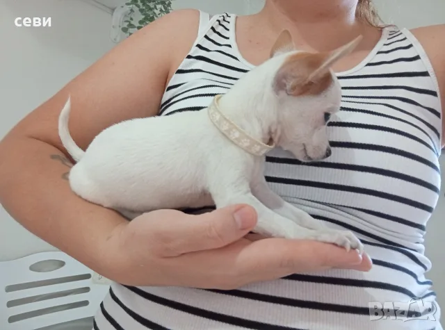 чихуахуа мъжки 3мец., снимка 2 - Чихуахуа - 55529230