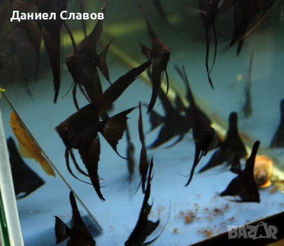 Черни шлаерни скаларии., снимка 4 - Рибки - 54377991