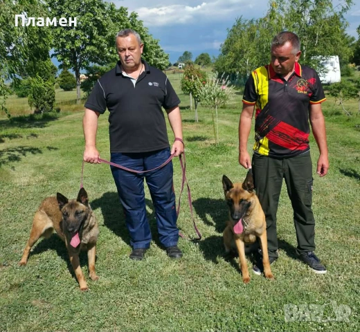Белгийска овчарка малиноа, снимка 10 - Белгийска овчарка - 55024665