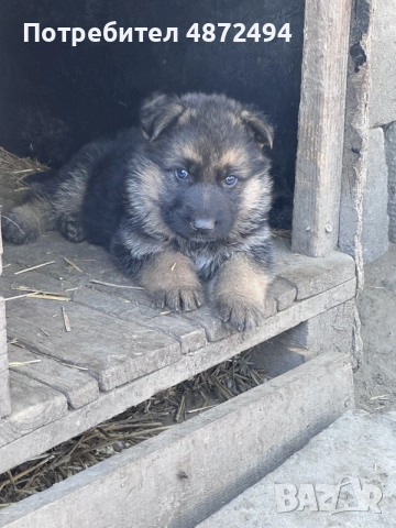 Бебета немски овчарки