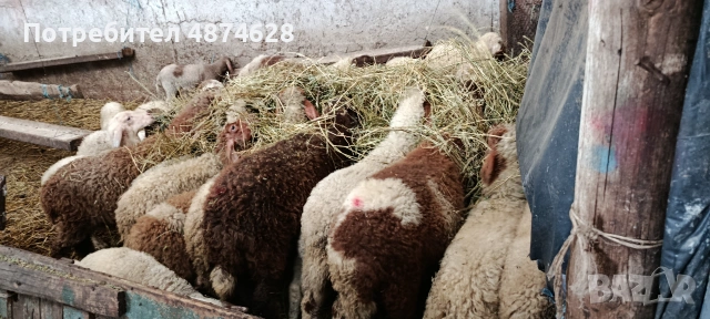 Агнета продавам, снимка 2 - Овце - 55146844