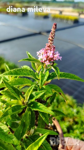 Будлея Розова наслада, Buddleja Pink Delight, снимка 6 - Градински цветя и растения - 55038192