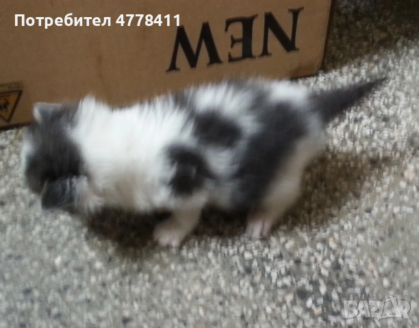 Подаряваме 4 котета сирачета, снимка 5 - Други - 53986016