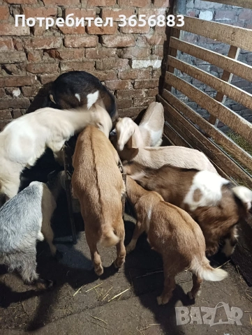 Продавам ярета 