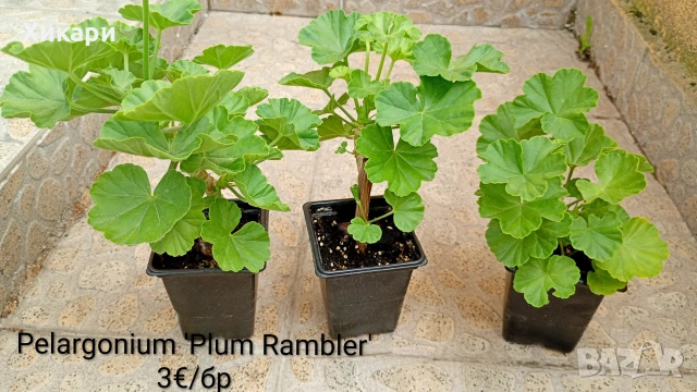 Сортово мушкато Pelargonium Plum Rambler / Зонално мушкато , снимка 3 - Стайни растения - 55133213