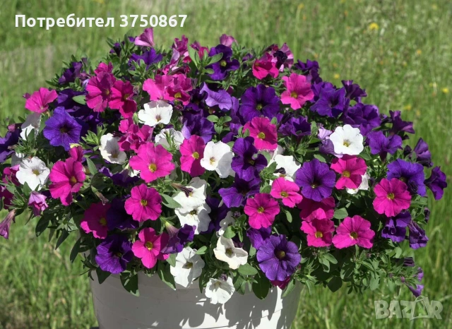 🌸🌿💜 Каскадна Петуния - тройка (The Power Sisters) 