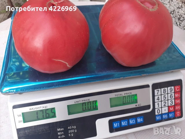 Розови едри домати, снимка 9 - Разсади - 54194380