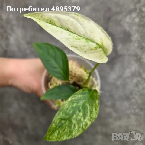 Добре вкоренена "Monstera Mint", снимка 5 - Стайни растения - 55395564