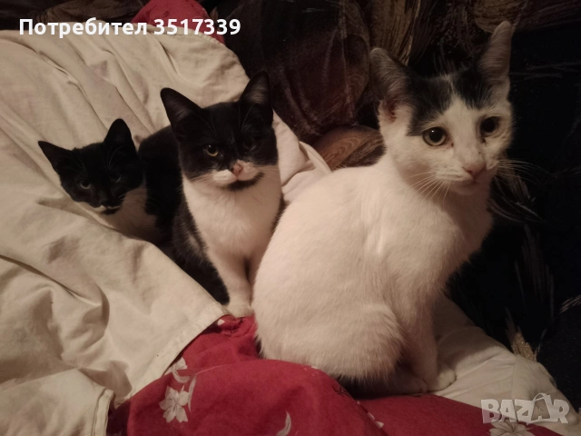 подарявам малки котенца, снимка 2 - Други - 55280636