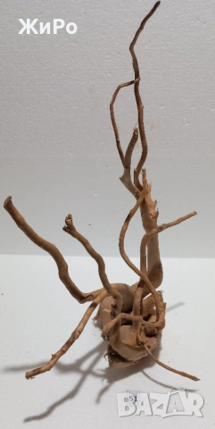 Корен от Азалия /декорация/ 51, снимка 2 - Други - 54102181