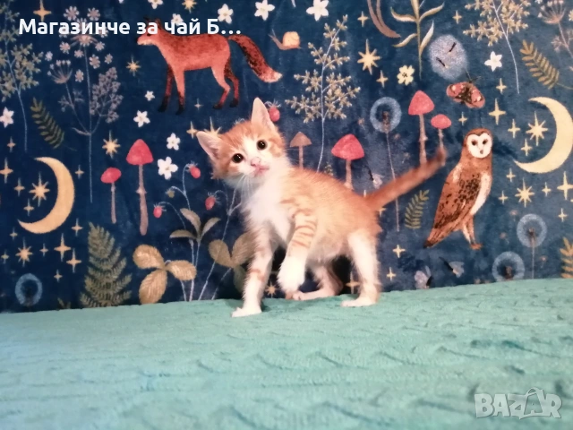 Коте за осиновяване, снимка 6 - Други - 54978668