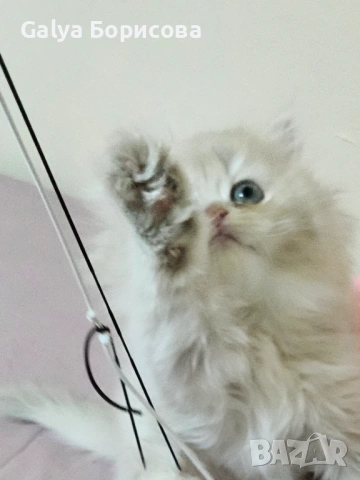 Британски родословни котенца Великденска промоция   лилаво злато , снимка 8 - Британска късокосместа - 53502654